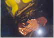 ̰